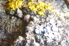 Phaeophyscia hirsuta