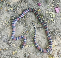 Lampropeltis micropholis