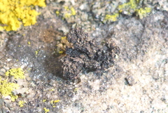 Phaeophyscia hirsuta