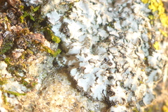 Phaeophyscia hirsuta