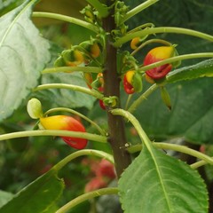 Impatiens niamniamensis