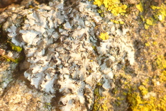 Phaeophyscia hirsuta
