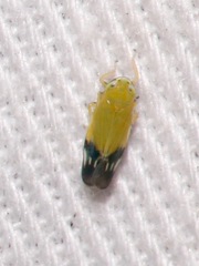 Deltanus bicolor