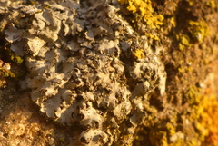 Phaeophyscia hirsuta