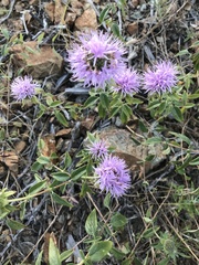 Monardella sheltonii