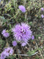 Monardella sheltonii