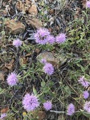 Monardella sheltonii