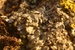 Phaeophyscia hirsuta