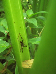 Aglaoctenus oblongus