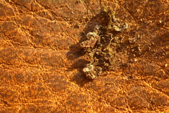 Phaeophyscia hirsuta