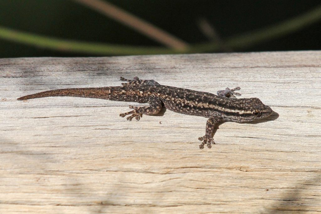 common-dwarf-gecko-fishes-frogs-and-reptiles-of-the-mfolozi-river