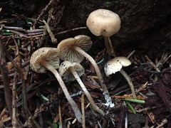 Pseudolaccaria pachyphylla