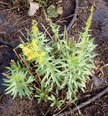 Solidago lepida salebrosa