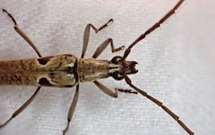Uracanthus triangularis