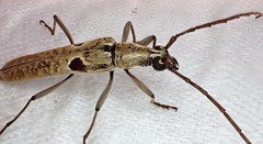 Uracanthus triangularis