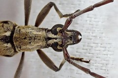 Uracanthus triangularis