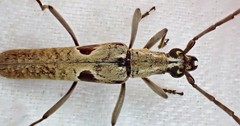 Uracanthus triangularis