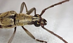 Uracanthus triangularis