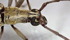 Uracanthus triangularis