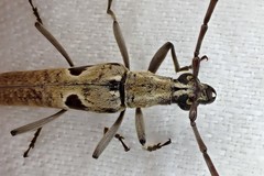 Uracanthus triangularis