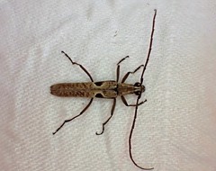 Uracanthus triangularis