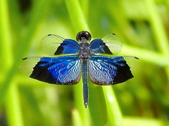 Rhyothemis resplendens