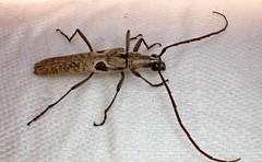 Uracanthus triangularis