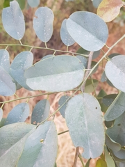 Dalbergia lanceolaria