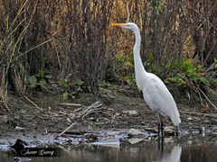 Ardea alba