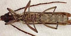 Uracanthus triangularis