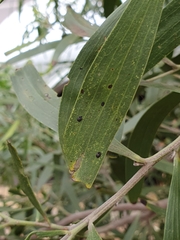 Pseudozaphanera niger