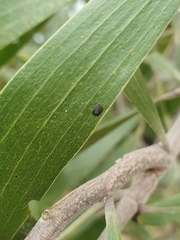 Pseudozaphanera niger