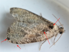 Olethreutes exoletum