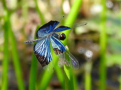 Rhyothemis resplendens