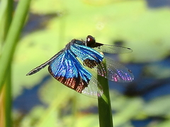 Rhyothemis resplendens