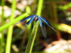 Rhyothemis resplendens