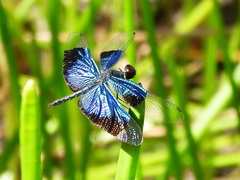 Rhyothemis resplendens