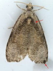 Olethreutes exoletum