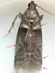 Acrobasis caryae
