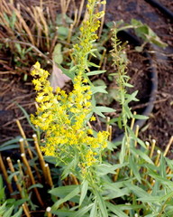 Solidago lepida salebrosa