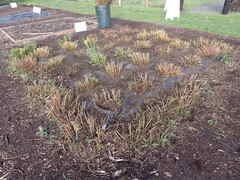 Solidago lepida salebrosa