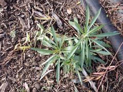 Solidago lepida salebrosa