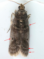 Acrobasis caryae