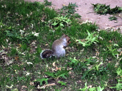 Sciurus carolinensis