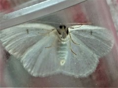 Protitame virginalis