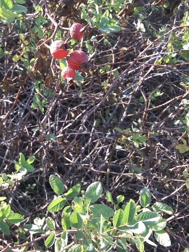 iNaturalist observation photo of California Wild Rose