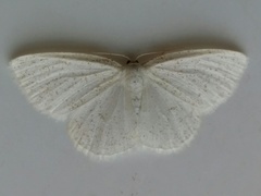 Protitame virginalis