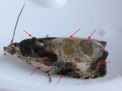 Olethreutes connectum