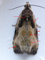 Olethreutes connectum