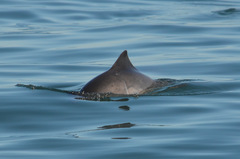 Phocoena phocoena vomerina